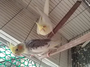 Master Pair Cocktail