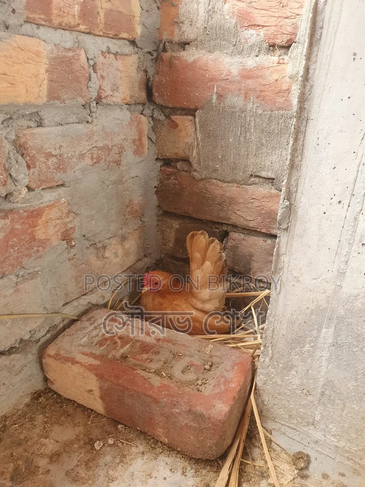 মালয়েশিয়ান শর্ট সেরেমা