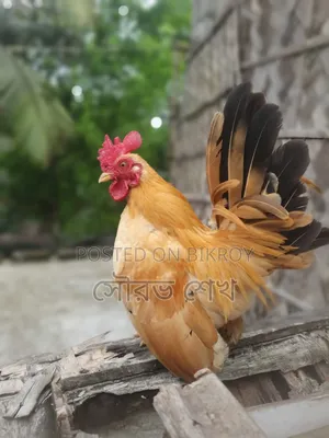 মালয়েশিয়ান শর্ট সেরেমা