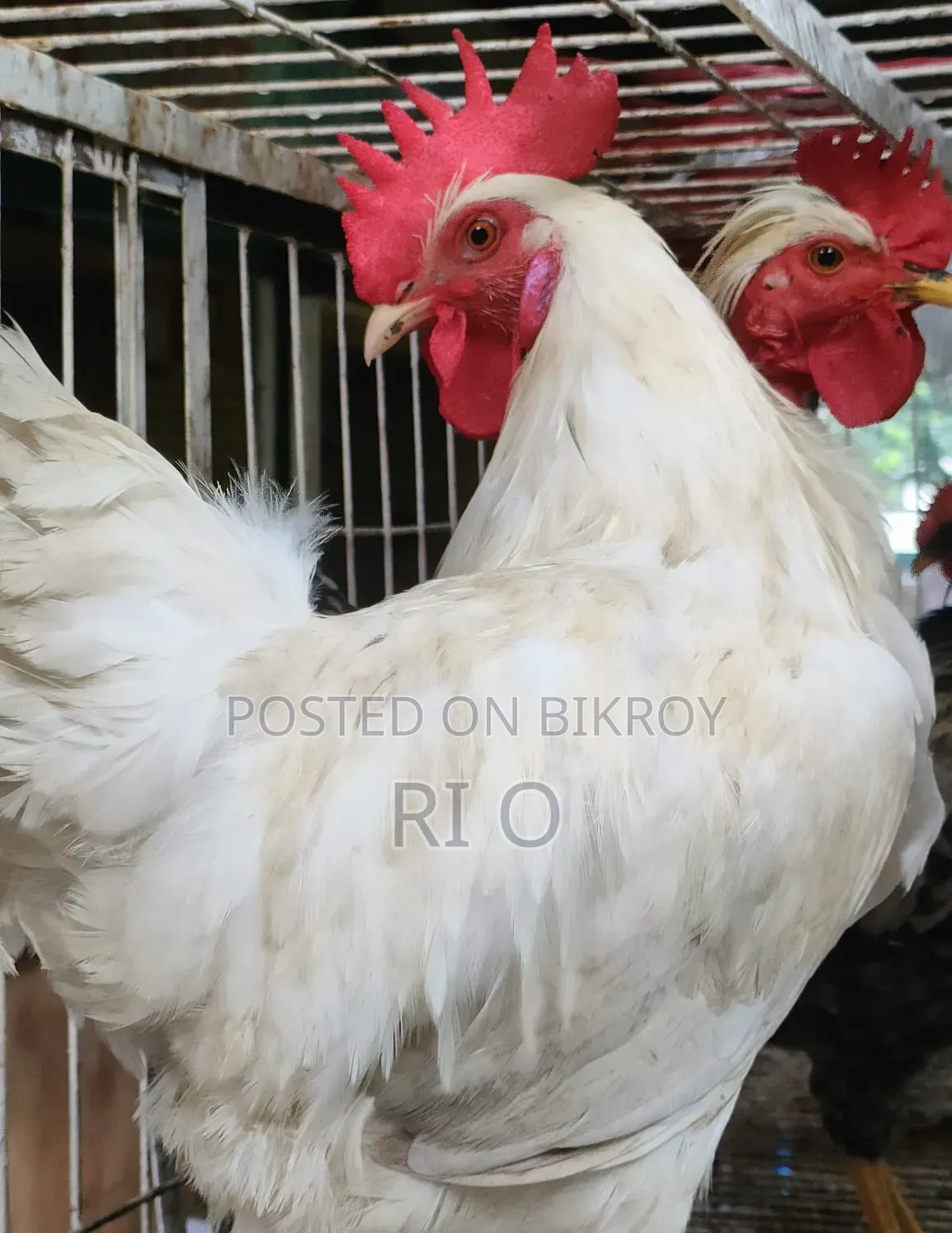 Hillside Rare Mountain Chicken