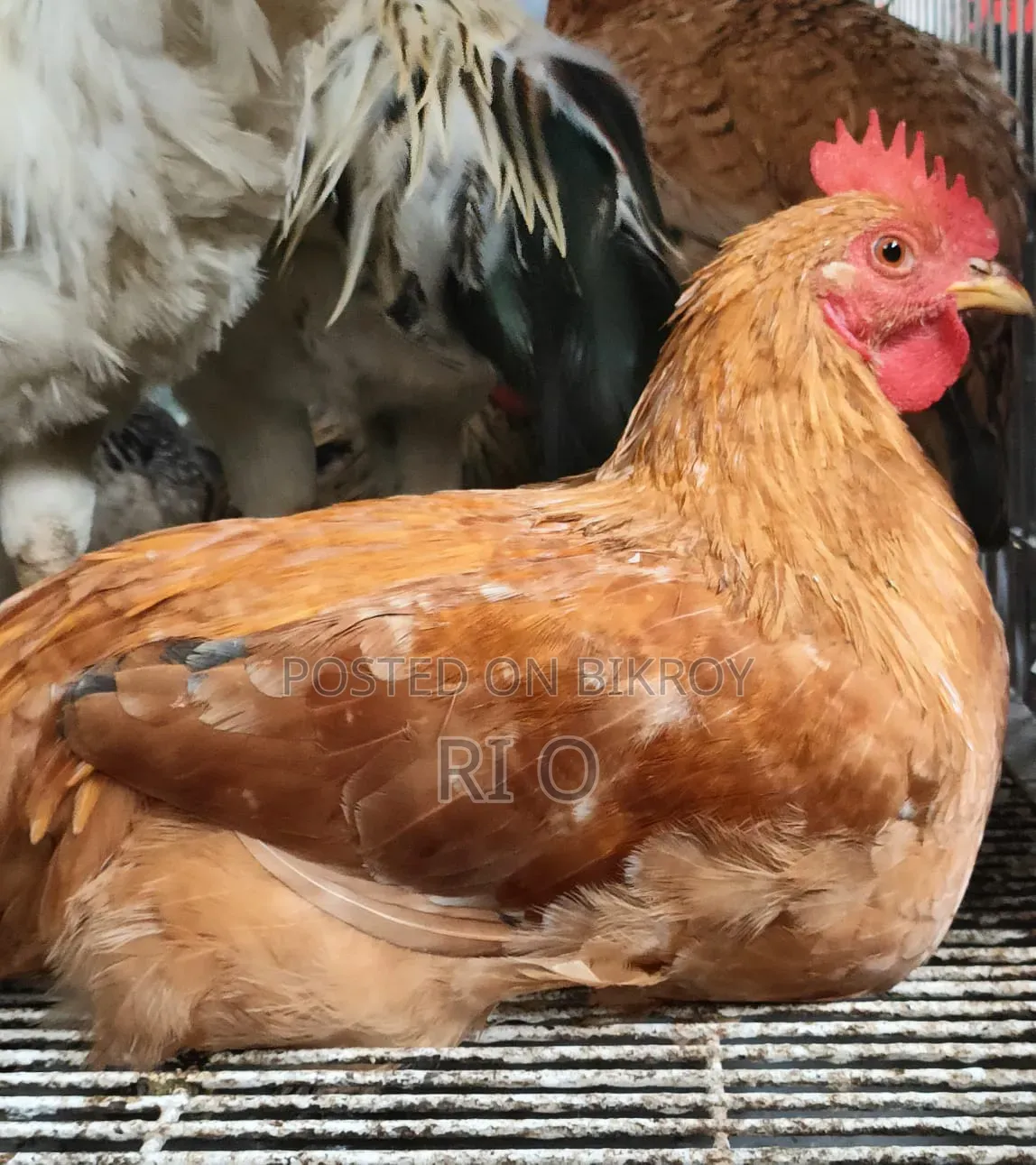 Hillside Rare Mountain Chicken