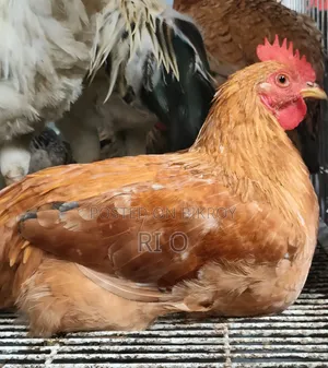 Hillside Rare Mountain Chicken