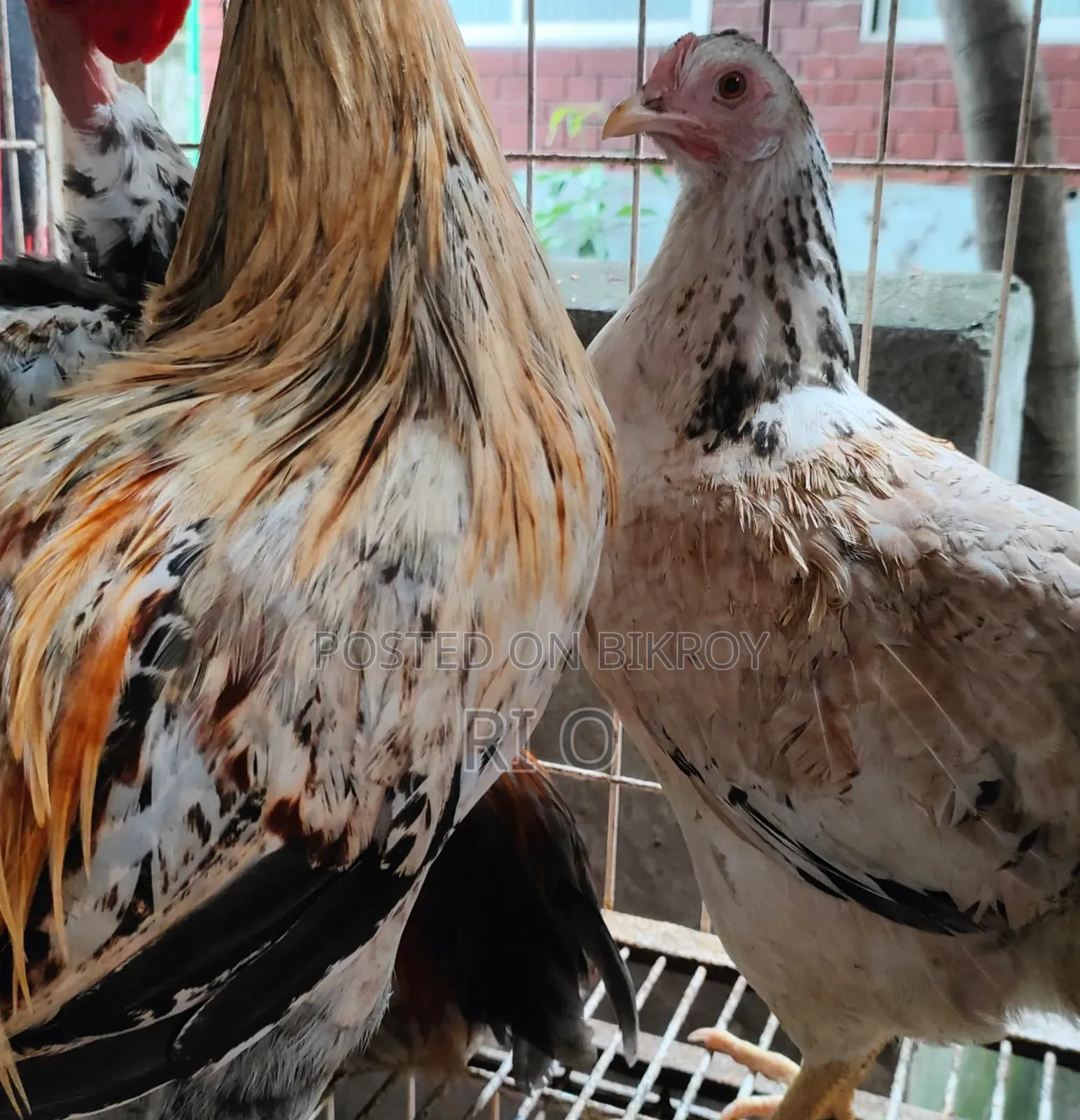 Hillside Rare Mountain Chicken