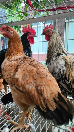 Hillside Rare Mountain Chicken