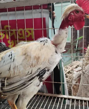 Hillside Rare Mountain Chicken