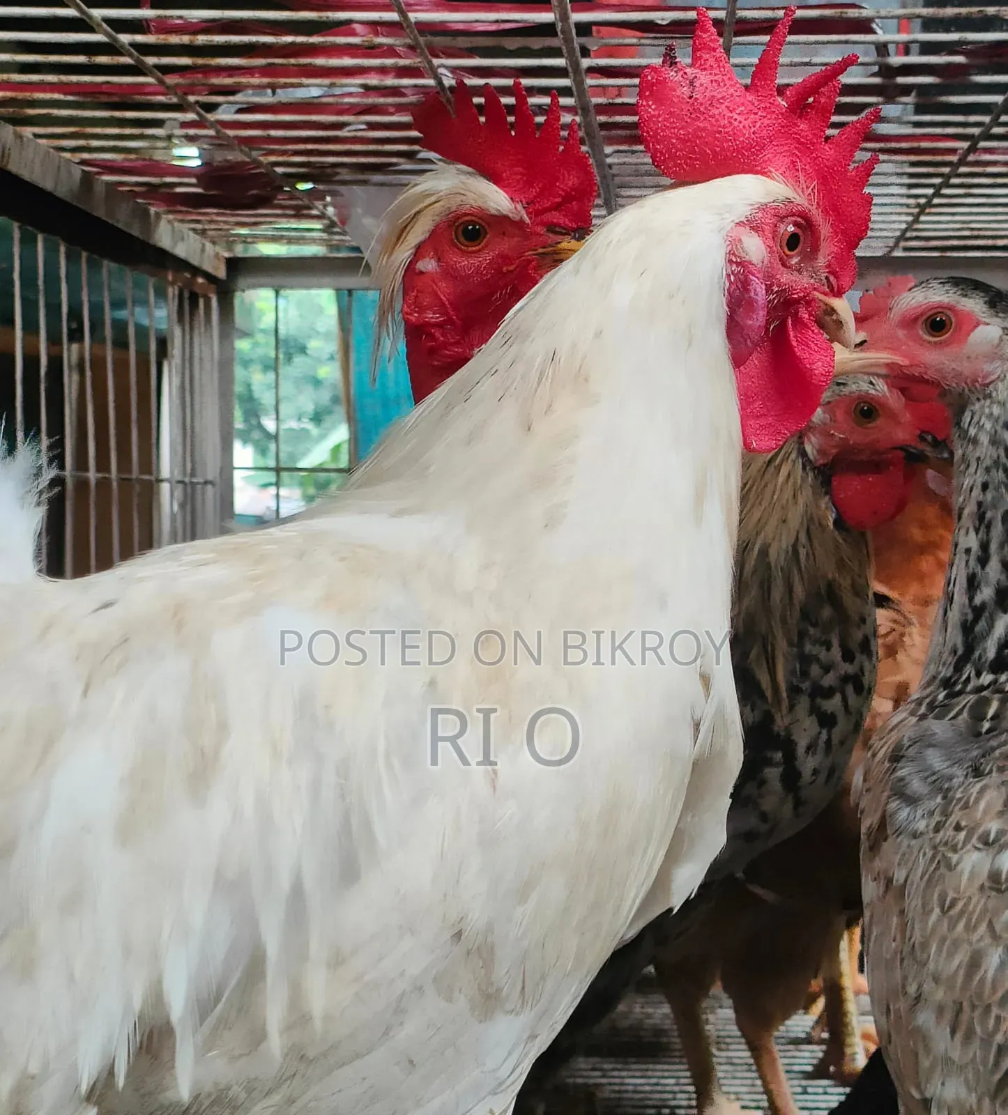 Hillside Rare Mountain Chicken