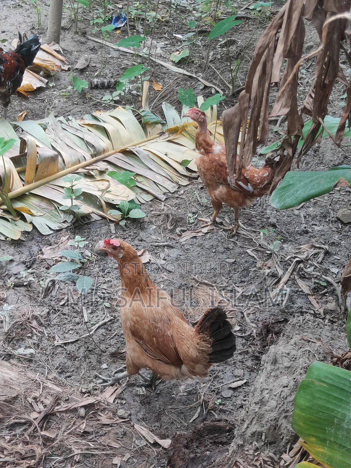 দেশী মুরগী খুলনা