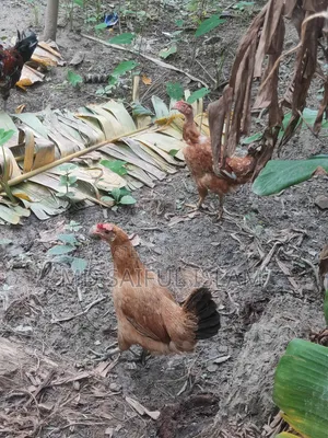 দেশী মুরগী খুলনা
