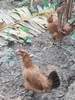 দেশী মুরগী খুলনা