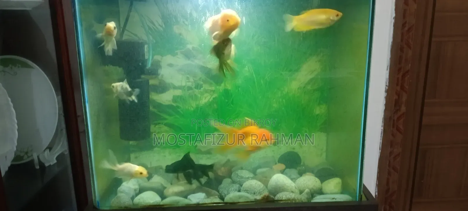 গোল্ড ফিশ মাঝারি সাইজ