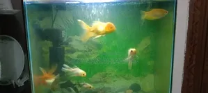 গোল্ড ফিশ মাঝারি সাইজ