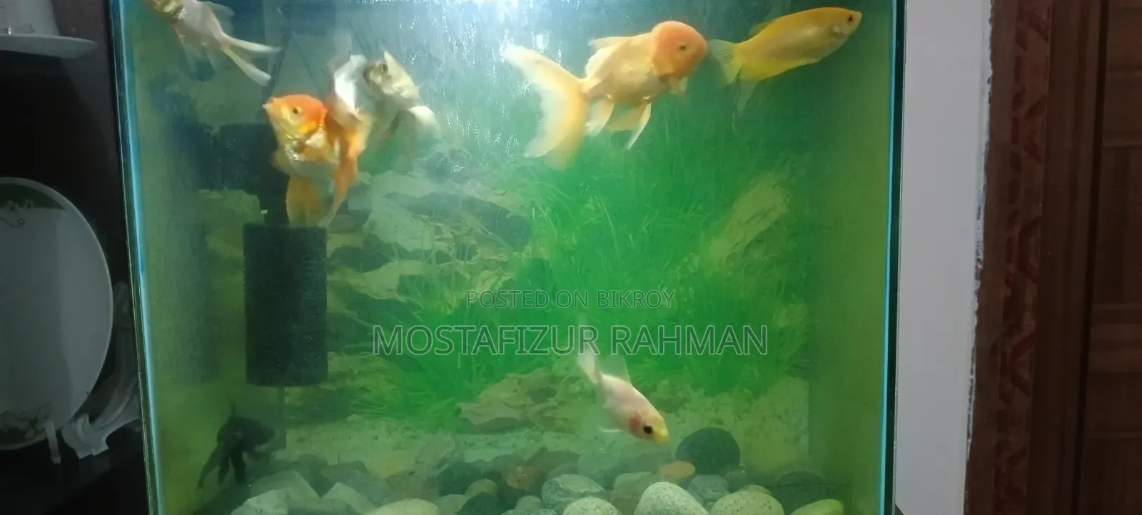 গোল্ড ফিশ মাঝারি সাইজ