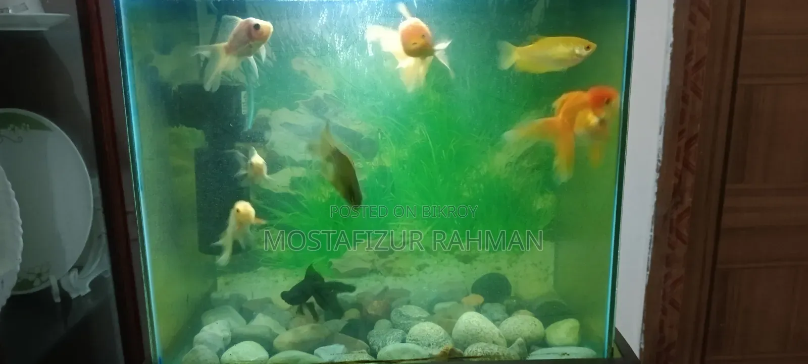 গোল্ড ফিশ মাঝারি সাইজ