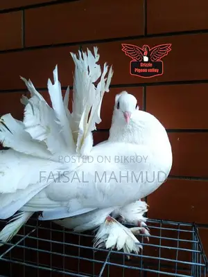 ফেন্টেইল পায়রা (নর) ১ পিস