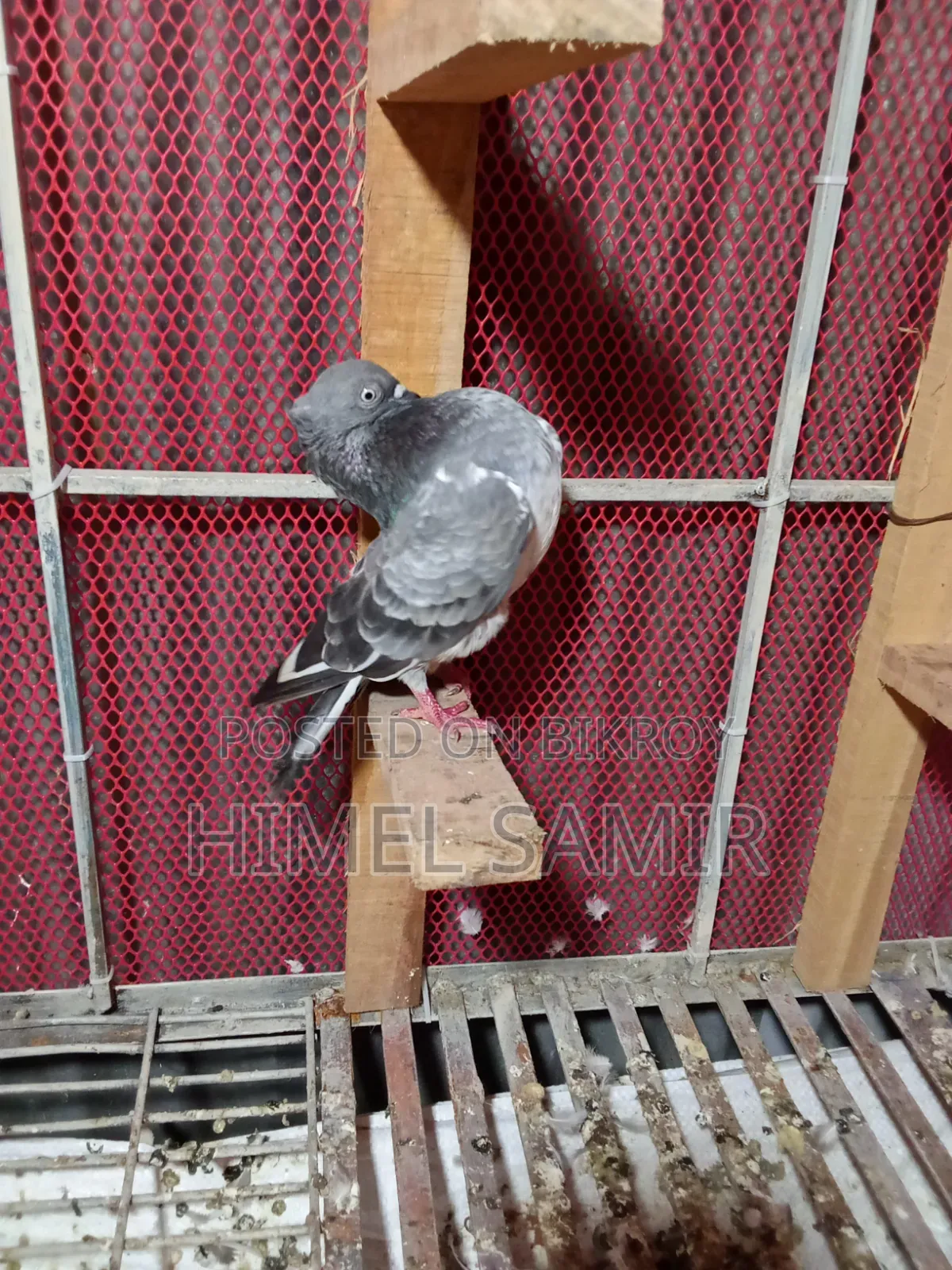 গলাকশা মাদি