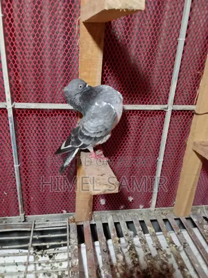 গলাকশা মাদি
