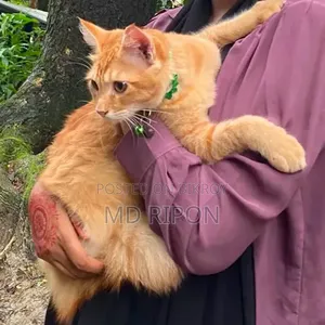 1-3 Months Male Mixed Breed Persian Cat