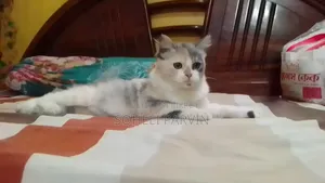 ৩-৬ মাসের ফিমেল পিওরব্রেড পার্সিয়ান বিড়াল