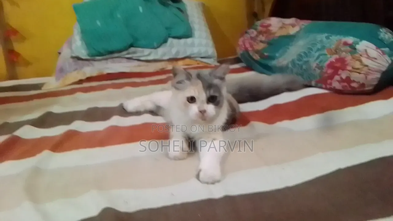 ৩-৬ মাসের ফিমেল পিওরব্রেড পার্সিয়ান বিড়াল