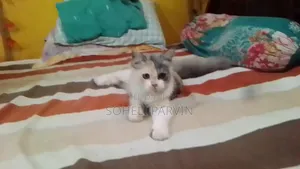 ৩-৬ মাসের ফিমেল পিওরব্রেড পার্সিয়ান বিড়াল