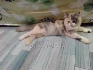 ৩-৬ মাসের ফিমেল পিওরব্রেড পার্সিয়ান বিড়াল