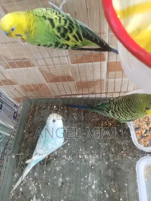 Budgerigar Adult Male Female Birds
