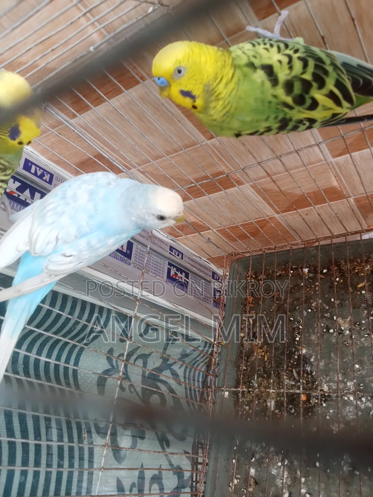 Budgerigar Adult Male Female Birds