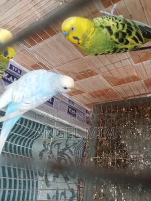 Budgerigar Adult Male Female Birds