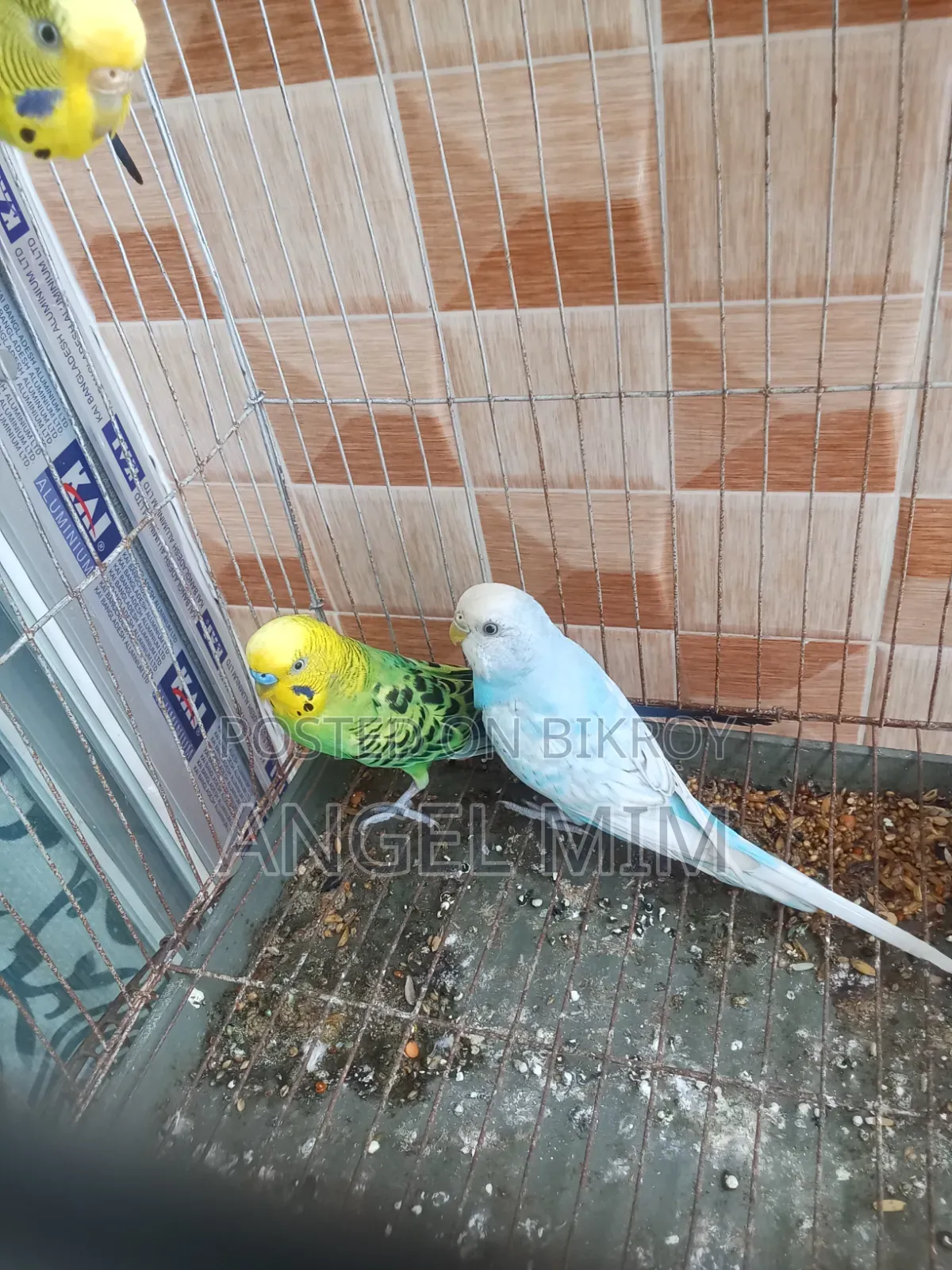 Budgerigar Adult Male Female Birds