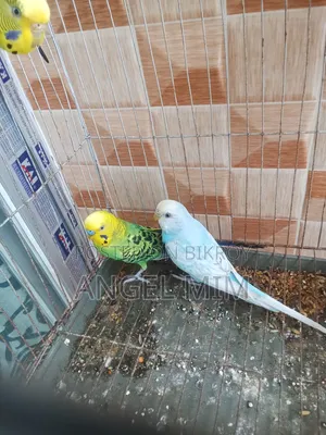Budgerigar Adult Male Female Birds