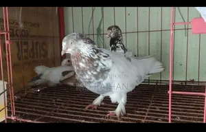 লাল চুল্লি জুড়া+গিরিবাজ জুড়া রানিং+গিরিবাজ নর ২ পি