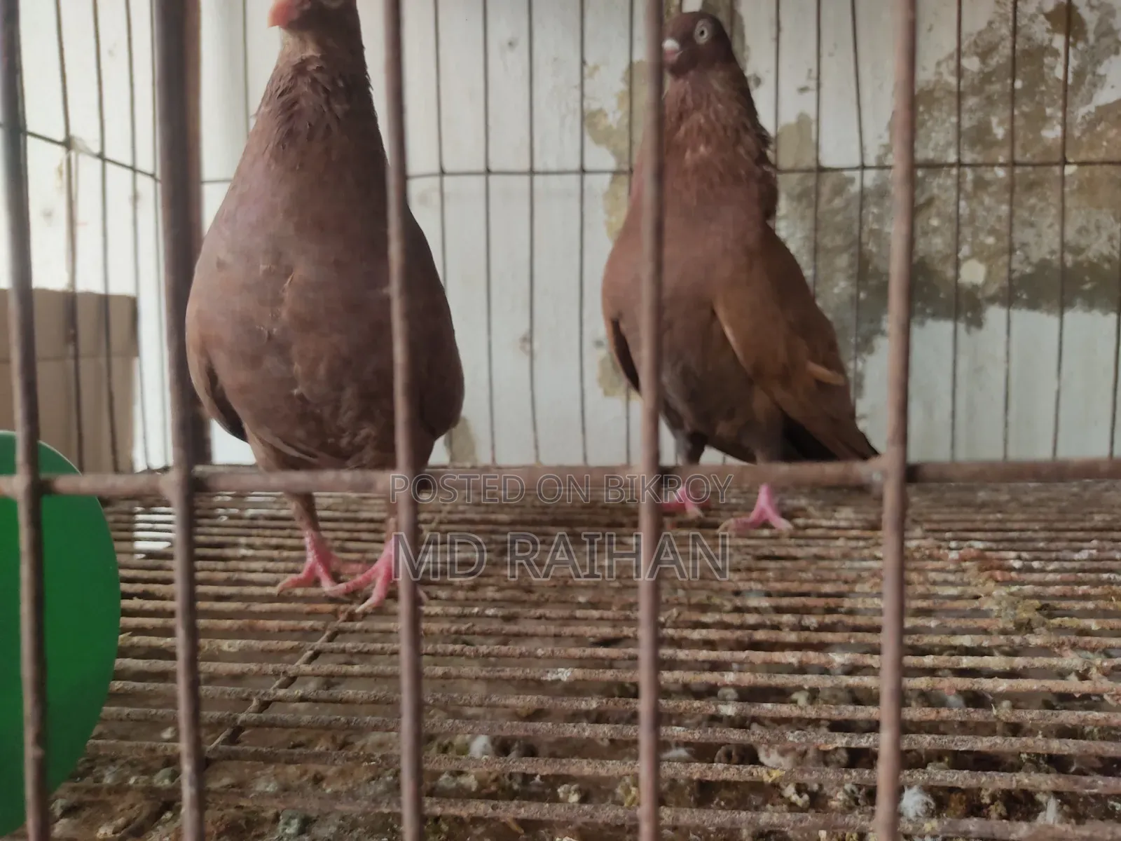 লাল চুল্লি জুড়া+গিরিবাজ জুড়া রানিং+গিরিবাজ নর ২ পি