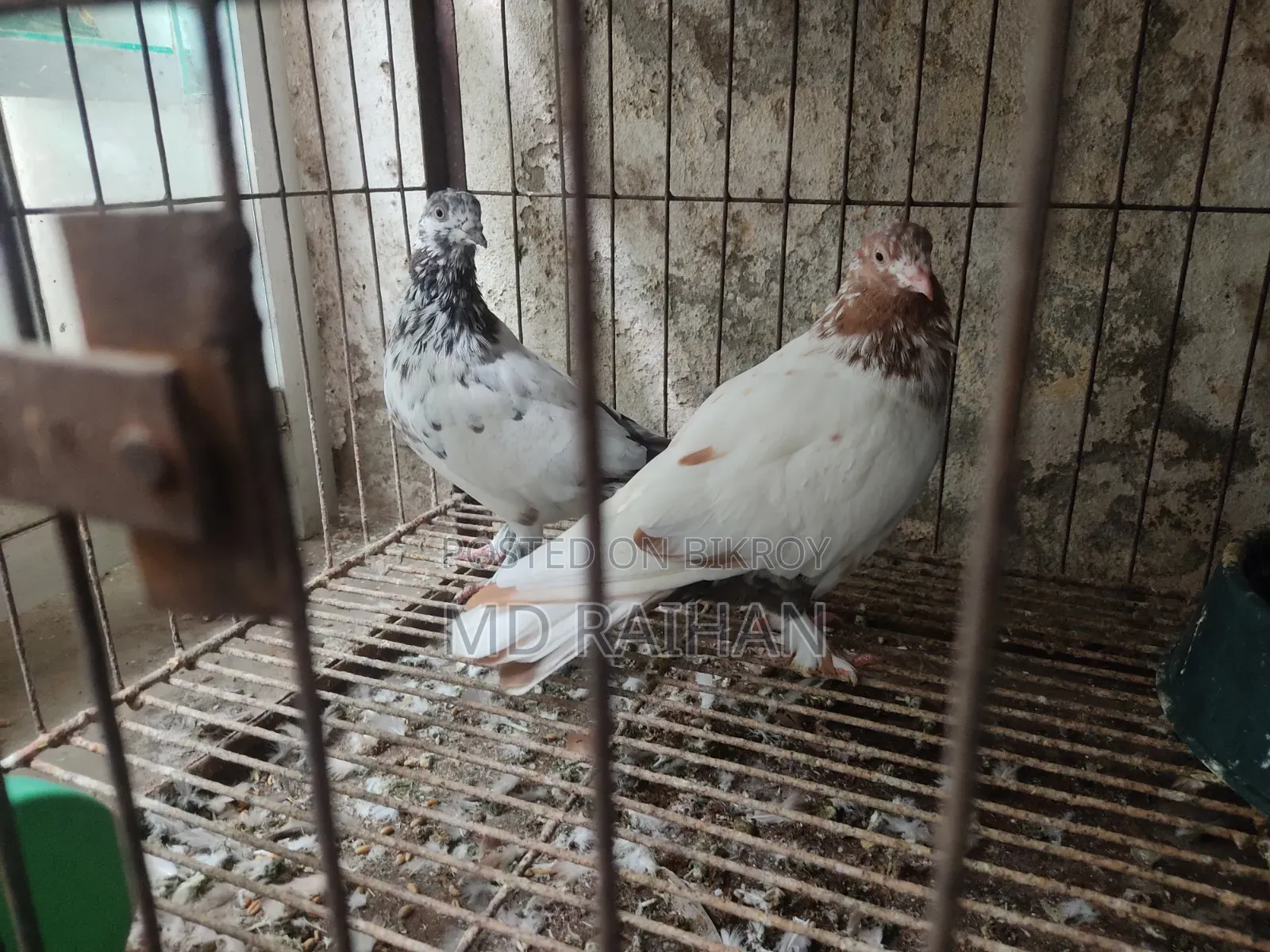 লাল চুল্লি জুড়া+গিরিবাজ জুড়া রানিং+গিরিবাজ নর ২ পি