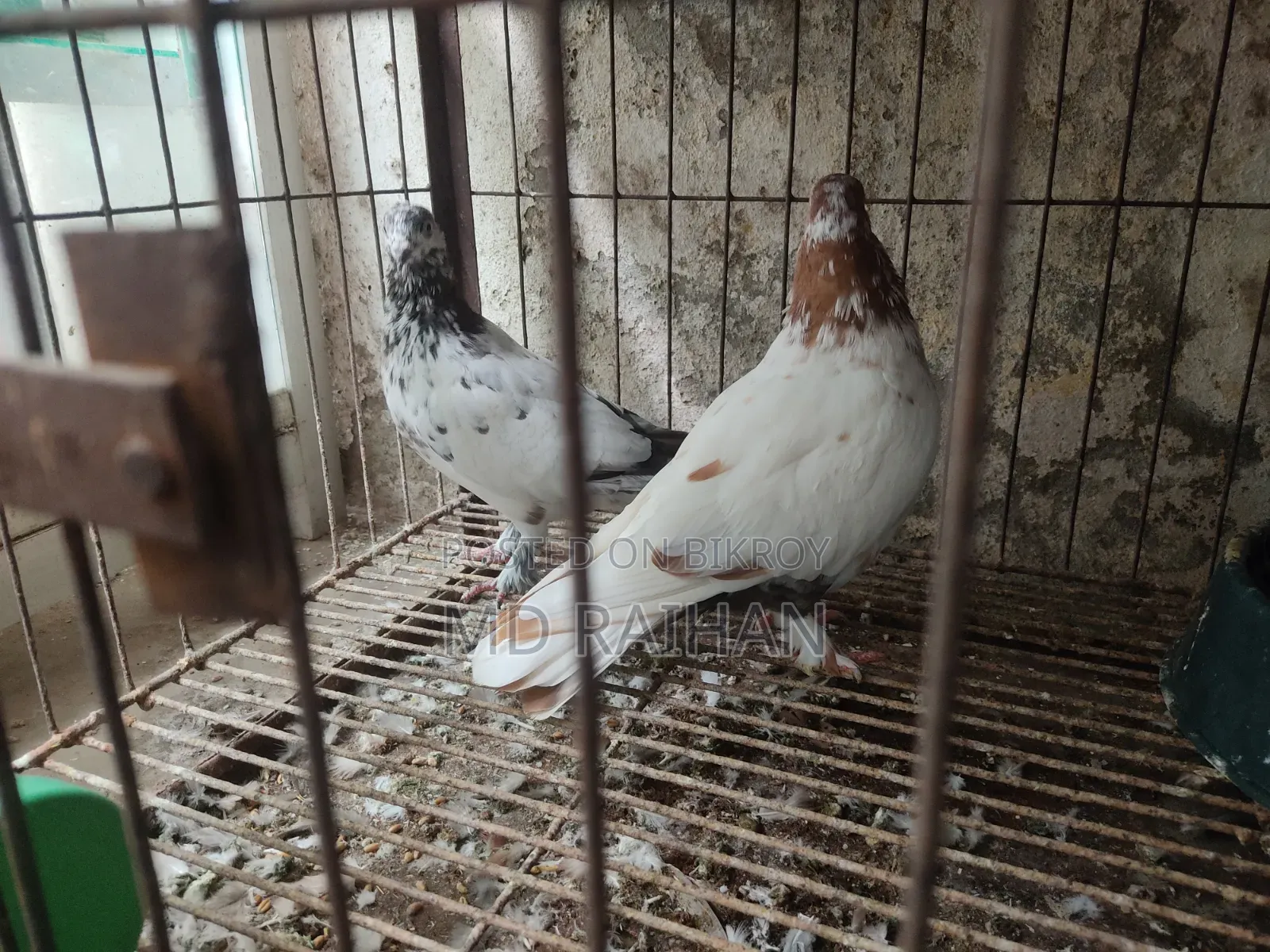 লাল চুল্লি জুড়া+গিরিবাজ জুড়া রানিং+গিরিবাজ নর ২ পি