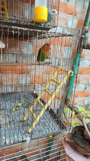 লাভ বার্ড পাখি