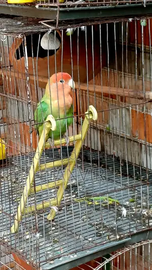 লাভ বার্ড পাখি