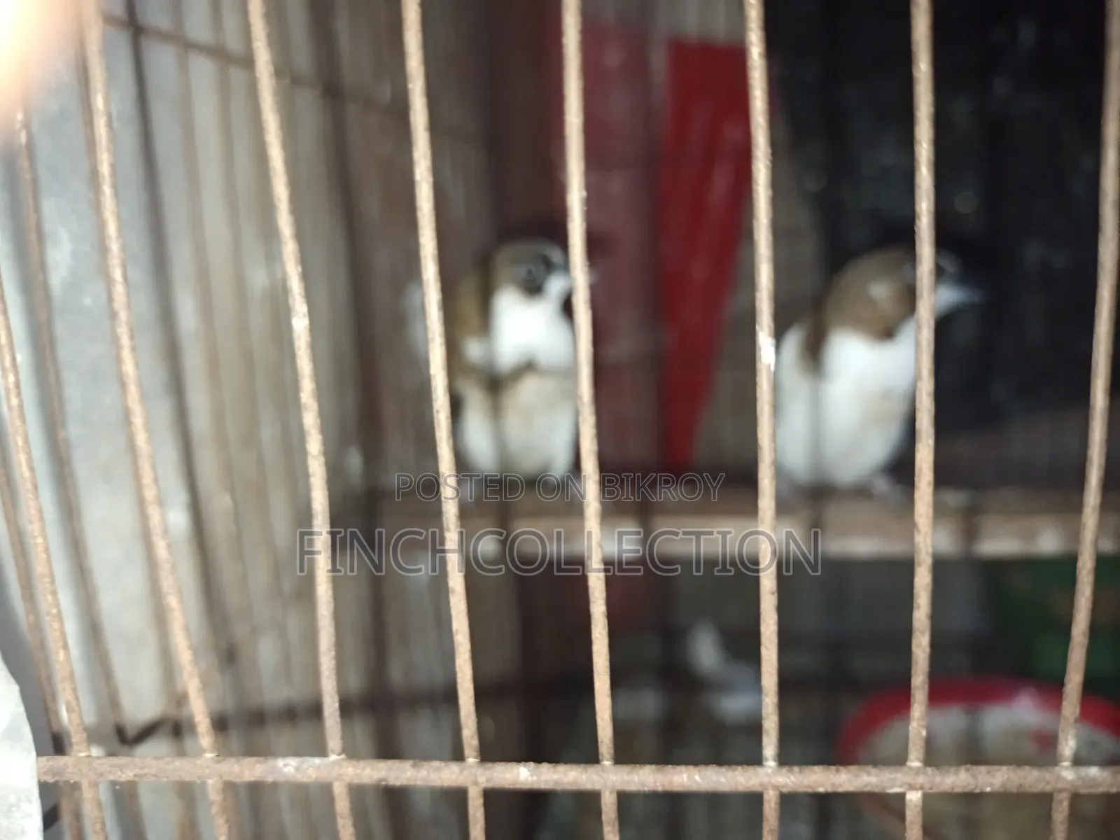 রানিং চকো বেঙ্গলি হাত বদল হবে