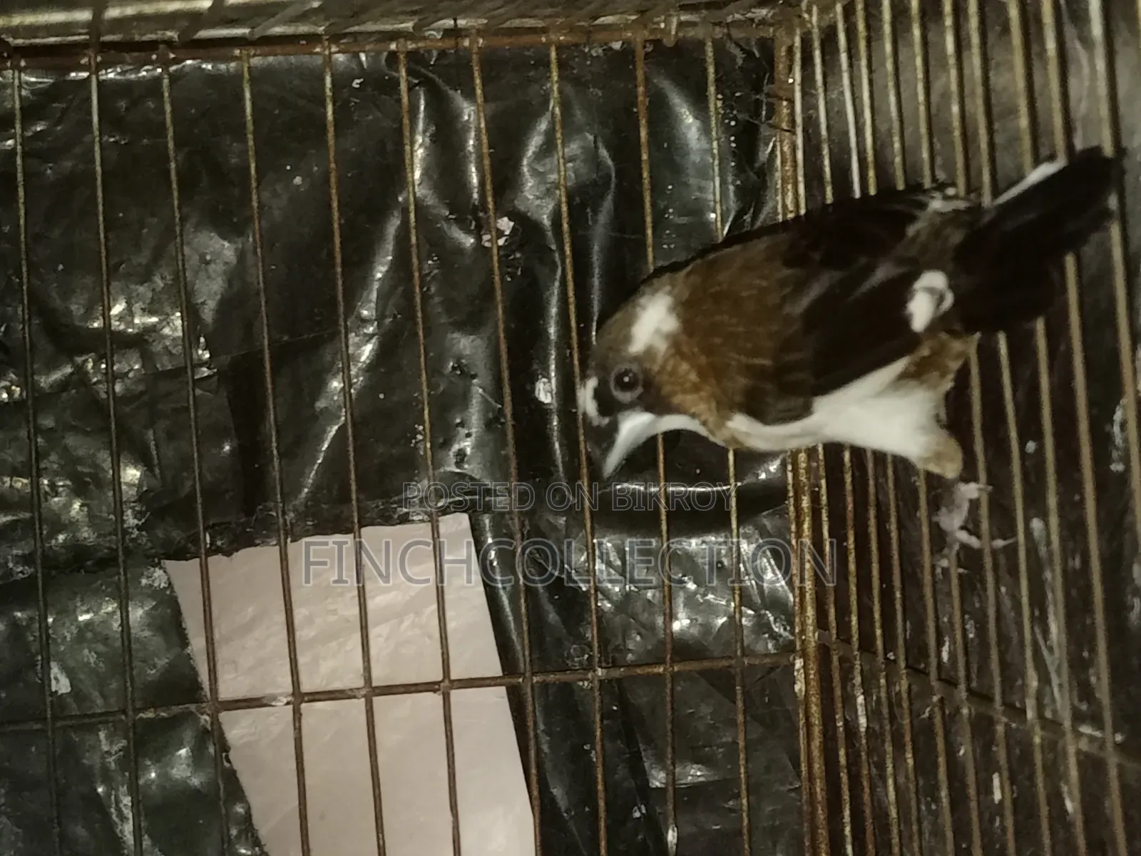 রানিং চকো বেঙ্গলি হাত বদল হবে