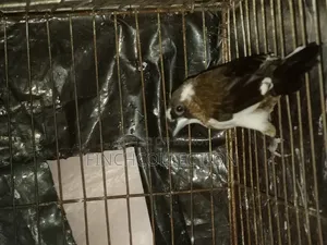 রানিং চকো বেঙ্গলি হাত বদল হবে