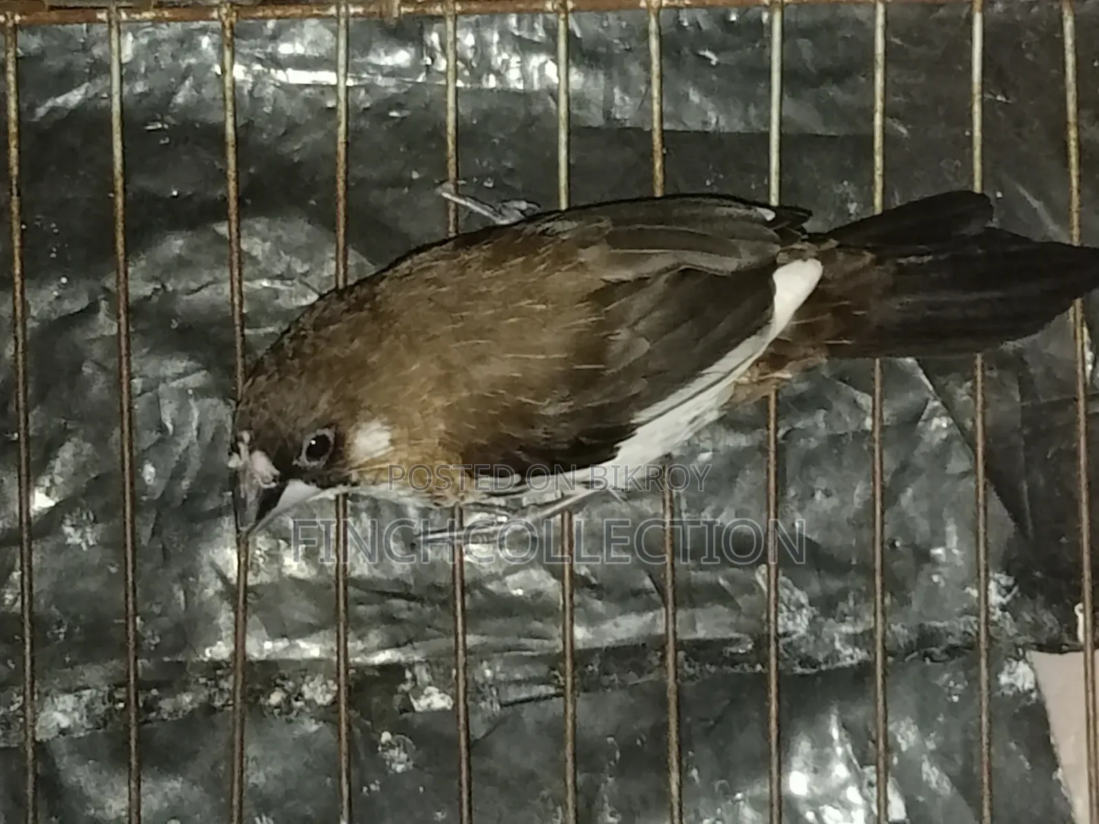 রানিং চকো বেঙ্গলি হাত বদল হবে