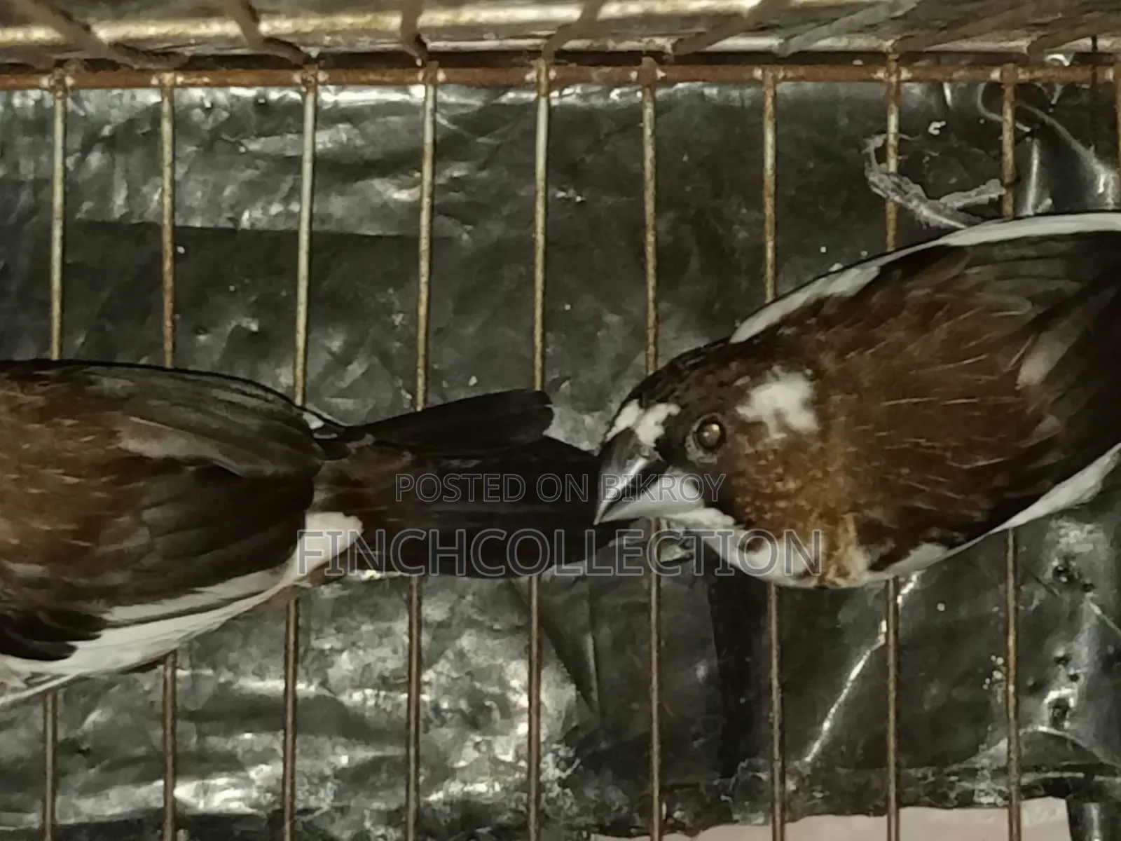 রানিং চকো বেঙ্গলি হাত বদল হবে