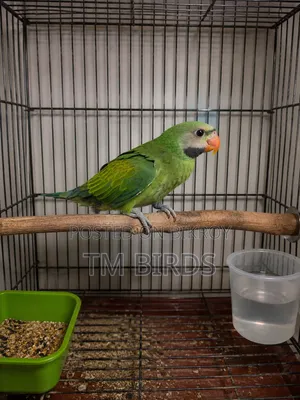 ইন্ডিয়ান রিংনেক বিক্রি