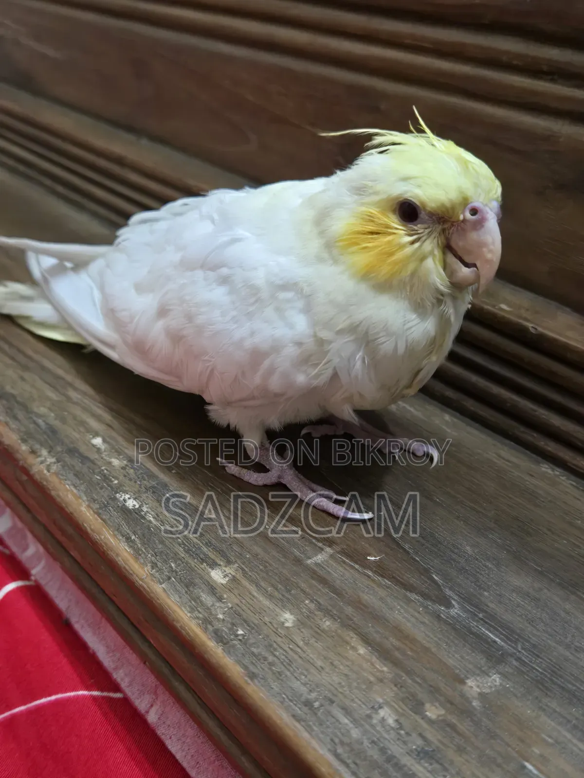 পালিত ককটেল পাখি বিক্রয়