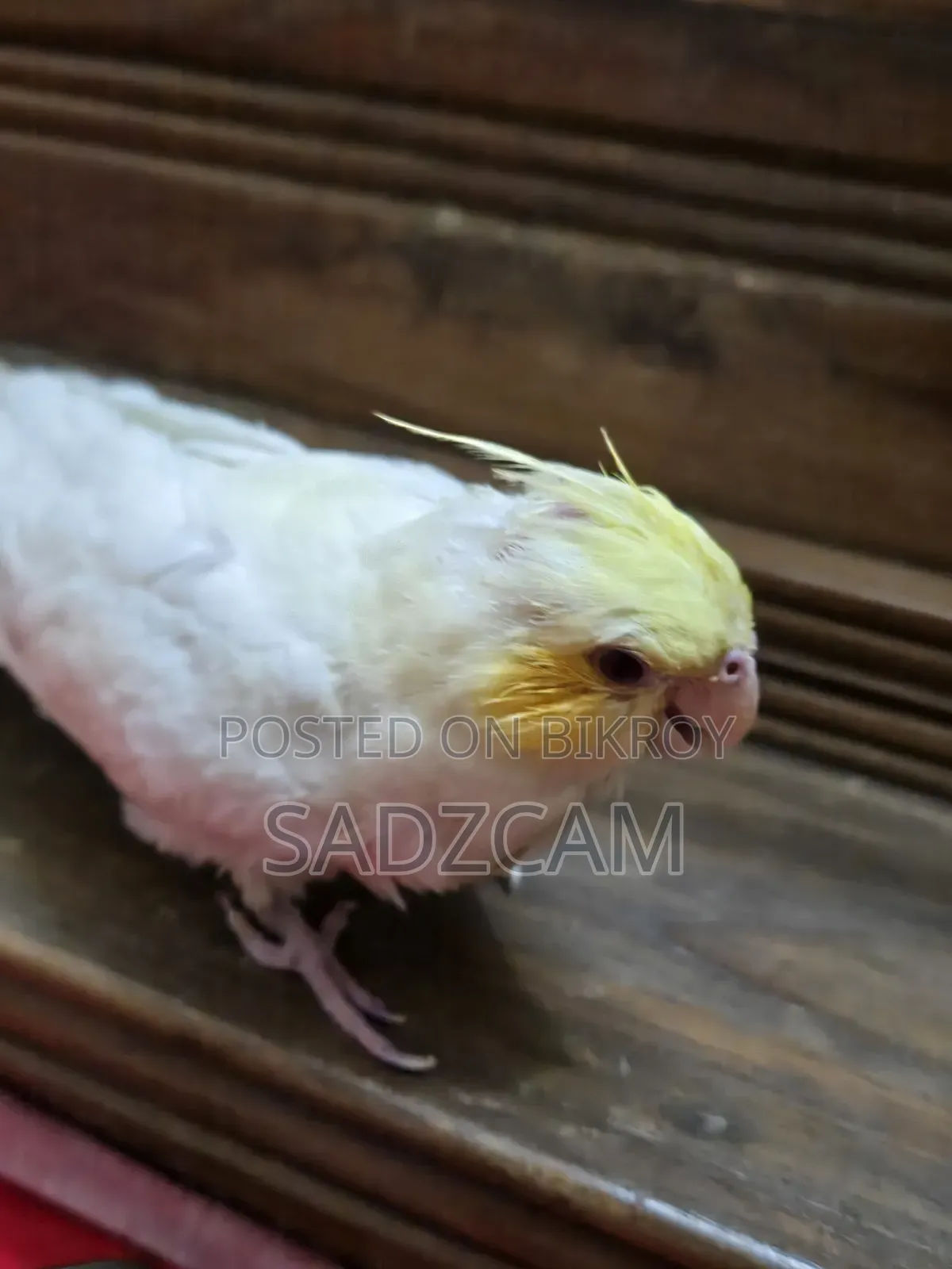 পালিত ককটেল পাখি বিক্রয়