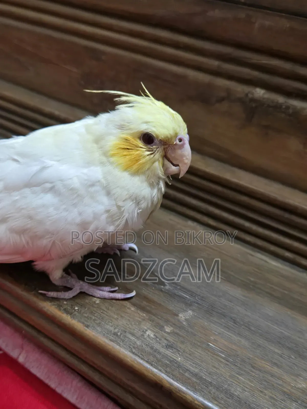 পালিত ককটেল পাখি বিক্রয়