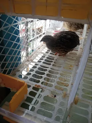 Will sell 20 Quail Birds
