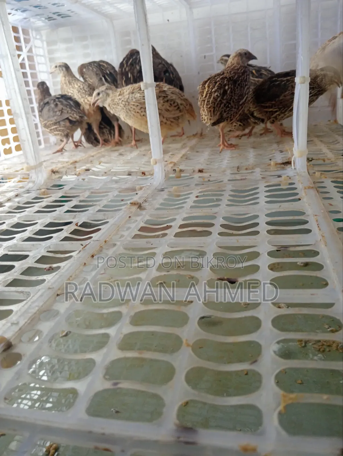 Will sell 20 Quail Birds