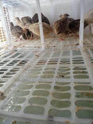 Will sell 20 Quail Birds