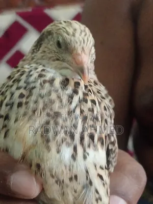 Will sell 20 Quail Birds