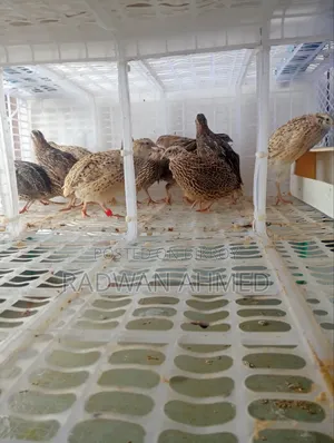 Will sell 20 Quail Birds